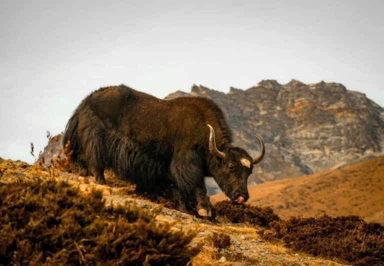 expeditie-muntele-everest-base-camp-ghid-roman (8)