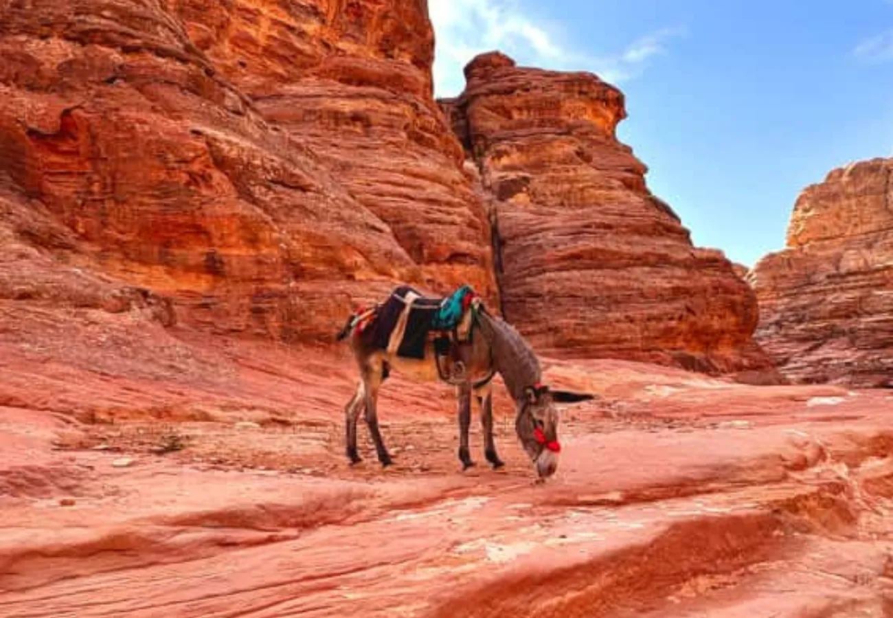 vacanta-iordania-8-zile (26)